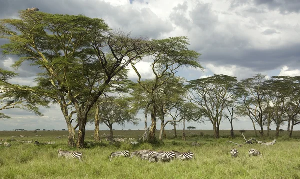 A serengeti egyszerű zebra csorda — Stock Fotó