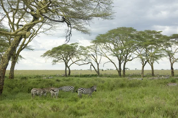 Rebanho de zebra na planície de serengeti — Fotografia de Stock