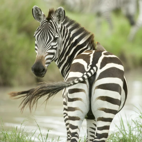 Zebra i vattnet — Stockfoto