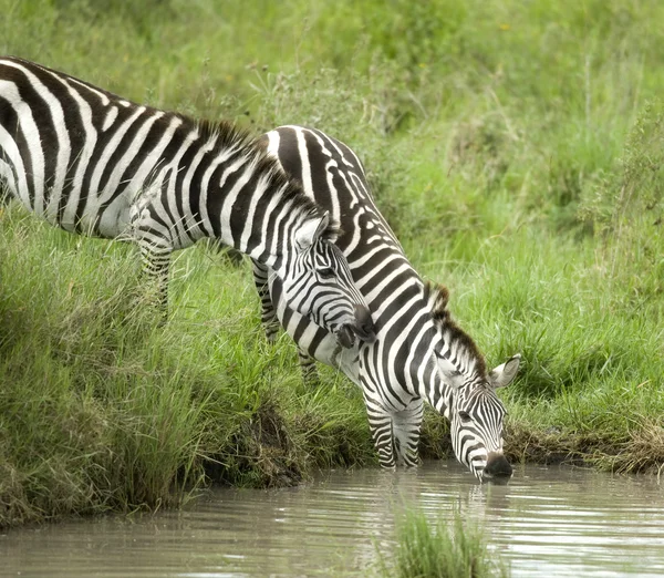 Zebra drinking — Stock Photo, Image