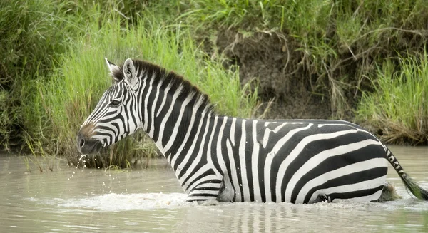 Zebra in the water — Stock Photo, Image