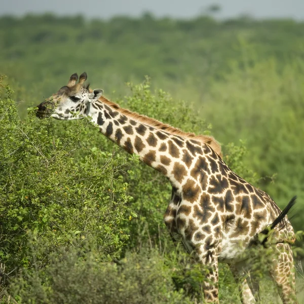 Jirafa comiendo en la reserva de serengeti — Foto de Stock