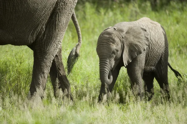 Babyolifant en zijn moeder — Stockfoto