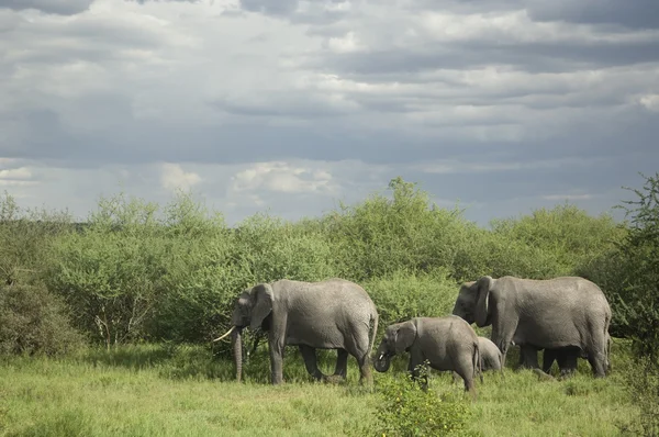 Κοπάδι των ελεφάντων στην πεδιάδα serengeti — Φωτογραφία Αρχείου