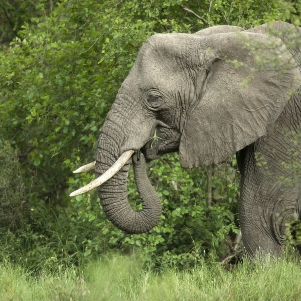 Vista lateral de la cabeza de un elefante —  Fotos de Stock