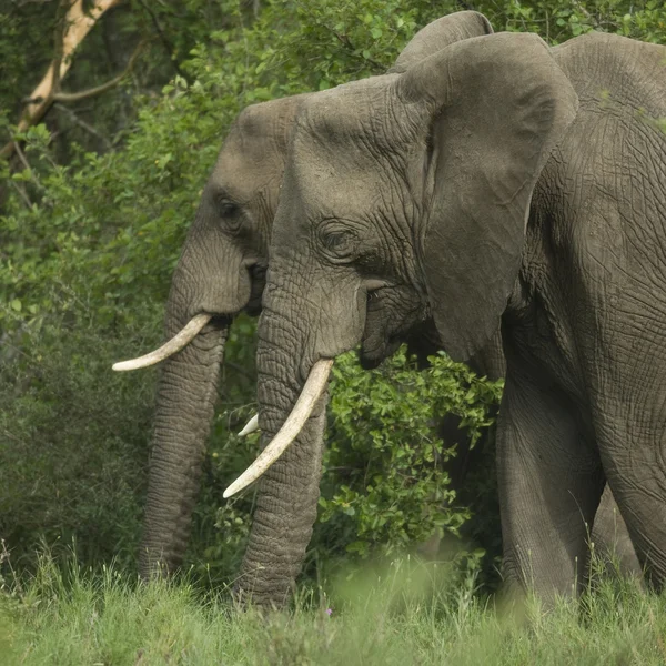 Zijaanzicht op twee elephant's hoofd — Stockfoto