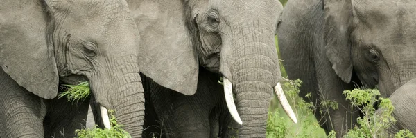 La testa di elefante allo stato brado — Foto Stock
