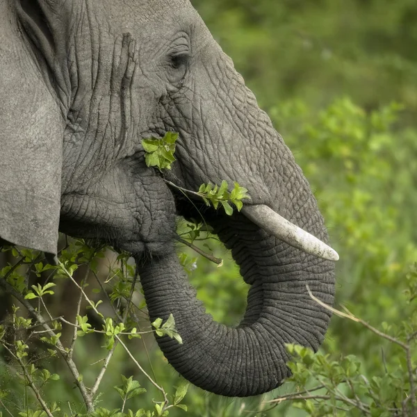 Közelről egy elefánt fej — Stock Fotó