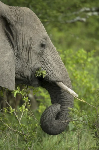 Κοντινό πλάνο στο κεφάλι ενός ελέφαντα — Φωτογραφία Αρχείου
