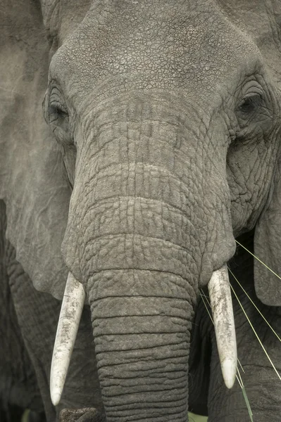 Primer plano de la cabeza de un elefante — Foto de Stock