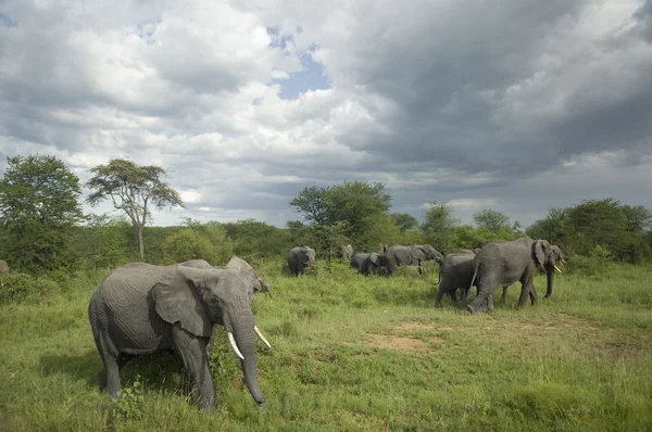 Herd of elephant in the serengeti plain — Stock Photo, Image