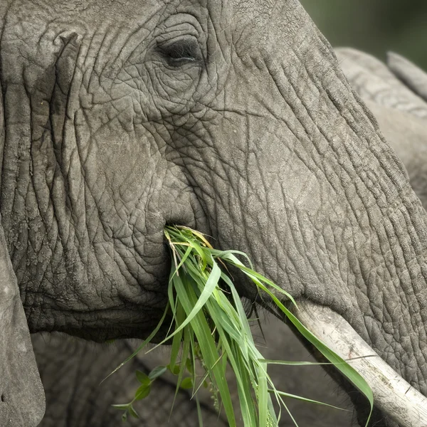 Gros plan sur la tête d'un éléphant — Photo