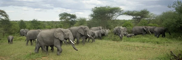 Mandria di elefanti nella pianura del Serengeti — Foto Stock