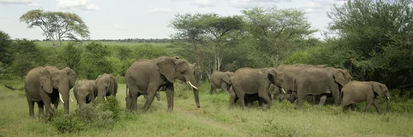 A serengeti egyszerű elefánt csorda — Stock Fotó