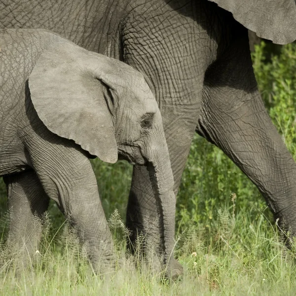 Young elephant and his mother — Stock Photo, Image