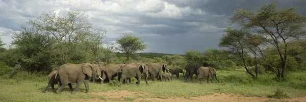 Stado słoni w równiny serengeti — Zdjęcie stockowe