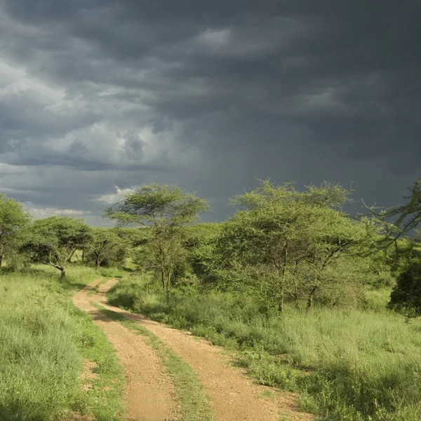 Road through the serengeti reserve — Stock Photo, Image