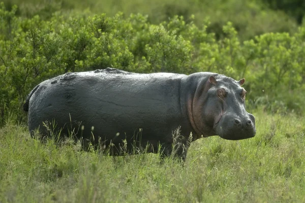 Hippopotamus in the serengeti reserve — Stock Photo, Image