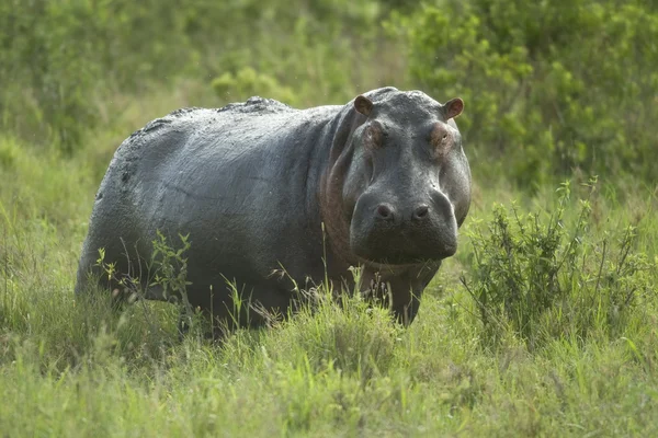Hipopótamo en la reserva de serengeti — Foto de Stock