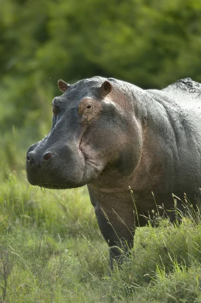 Nijlpaard in de serengeti reserve — Stockfoto