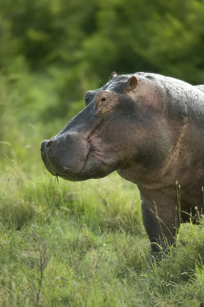Hipopótamo en la reserva de serengeti — Foto de Stock