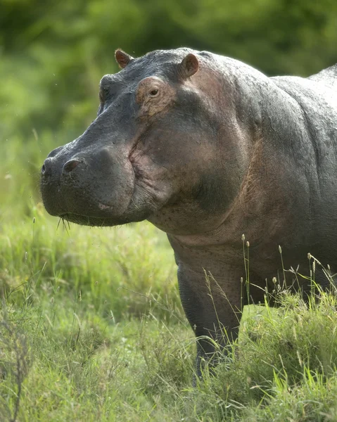 Hipopótamo en la reserva de serengeti —  Fotos de Stock