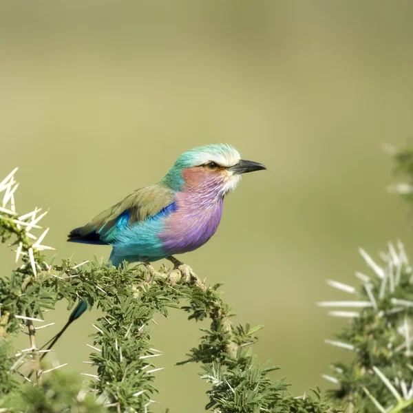 Lilac-breasted Roller in the serengeti, Tanzania — стоковое фото
