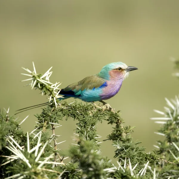 Lilac-breasted Roller in the serengeti, tanzania — Stock Photo, Image
