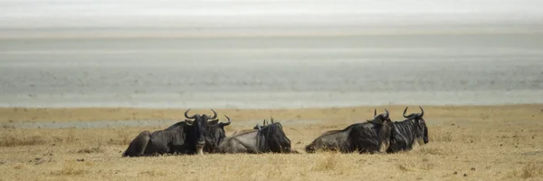 Herd of wildebeest — Stock Photo, Image