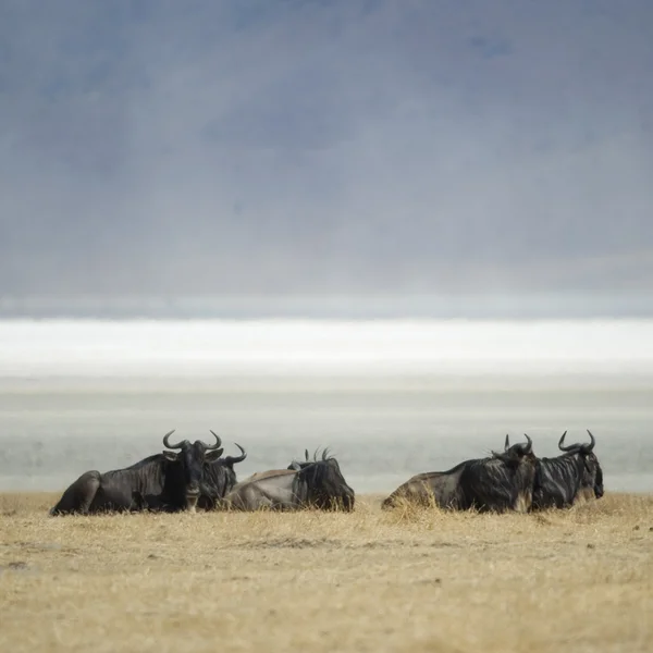 Herd of wildebeest — Stock Photo, Image