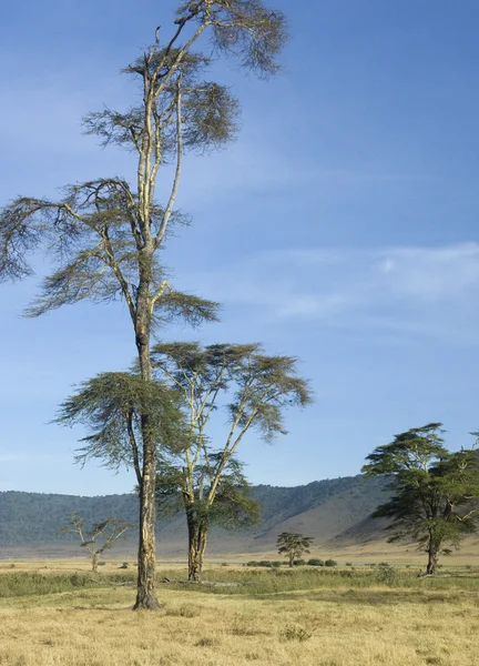 Vista del cráter de Ngorongoro, tanzania — Foto de Stock