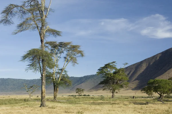 Pohled z pohledu ngorongoro kráteru, Tanzanie — Stock fotografie
