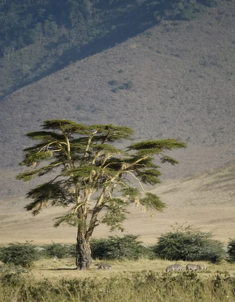 Pohled z pohledu ngorongoro kráteru, Tanzanie — Stock fotografie