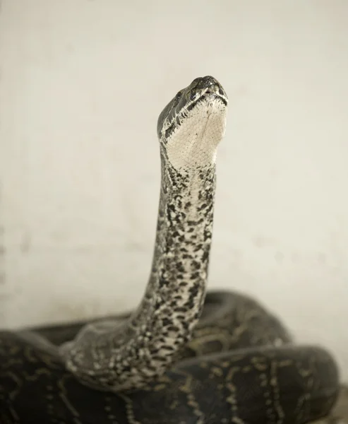 Python sebae — Foto de Stock