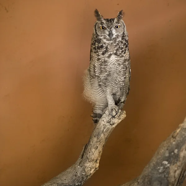 Owl in a african zoo — Stock Photo, Image