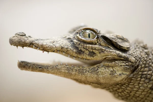 Young caiman — Stock Photo, Image