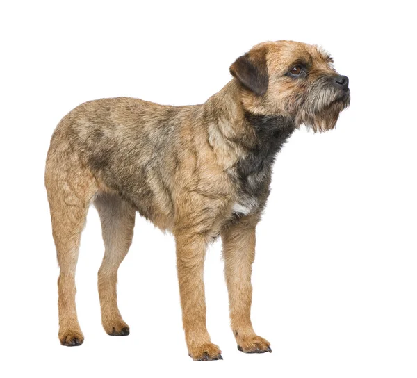 Border Terrier — Stockfoto