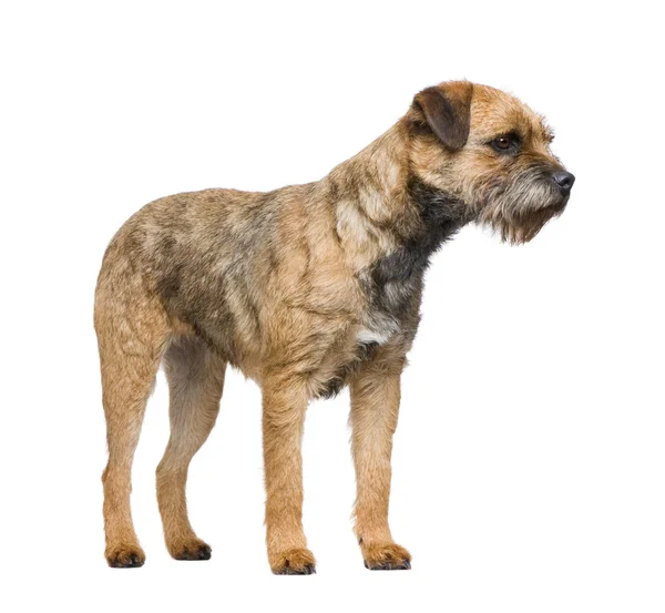 Border terrier — Stock Fotó
