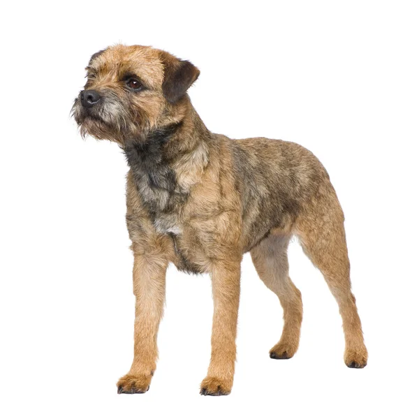 Border terrier — Stock Photo, Image