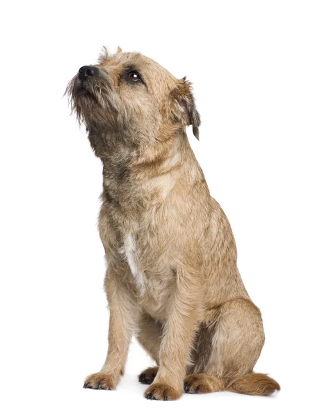 Border terrier — Stock Fotó