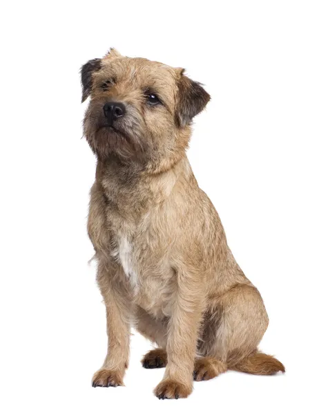 Border terrier in front of a white background — Stock Photo, Image