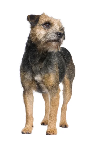 Border terrier — Stock Photo, Image