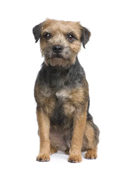 Yorkshire Terrier macho en pañales perro mira hacia abajo. Aislado en  blanco Fotografía de stock - Alamy