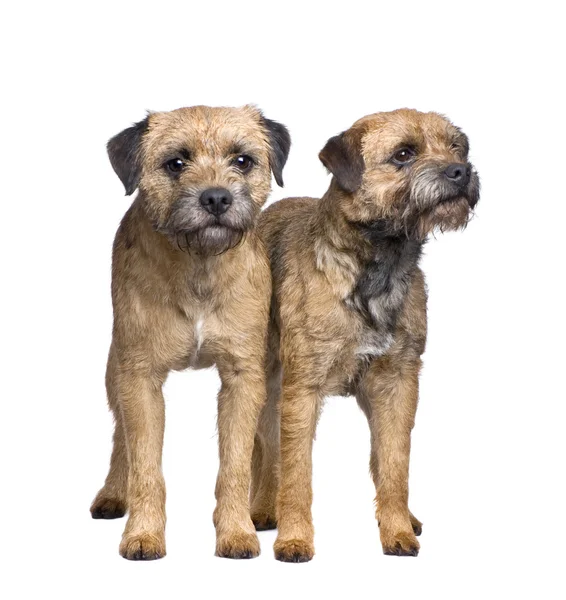 stock image Border terrier