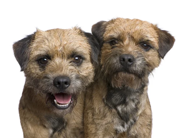 stock image Border terrier