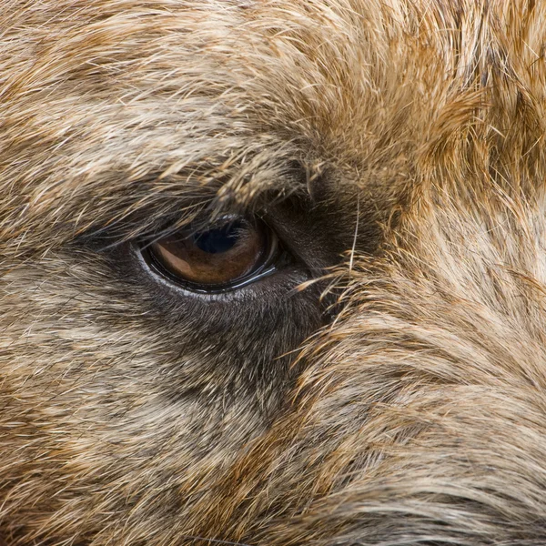 Border Terrier — Stockfoto