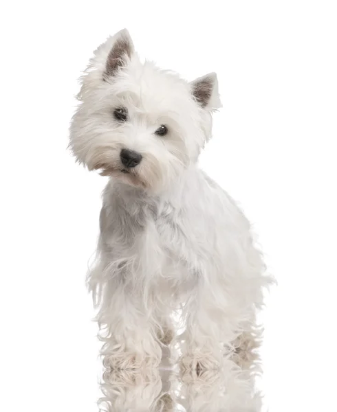 West Highland White Terrier (3 år) — Stockfoto
