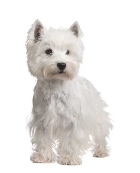 West Highland White Terrier (3 años ) —  Fotos de Stock