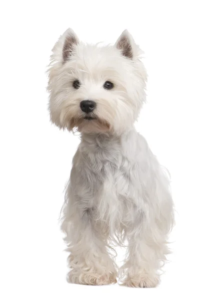 West Highland White Terrier (3 years) — Stock Photo, Image