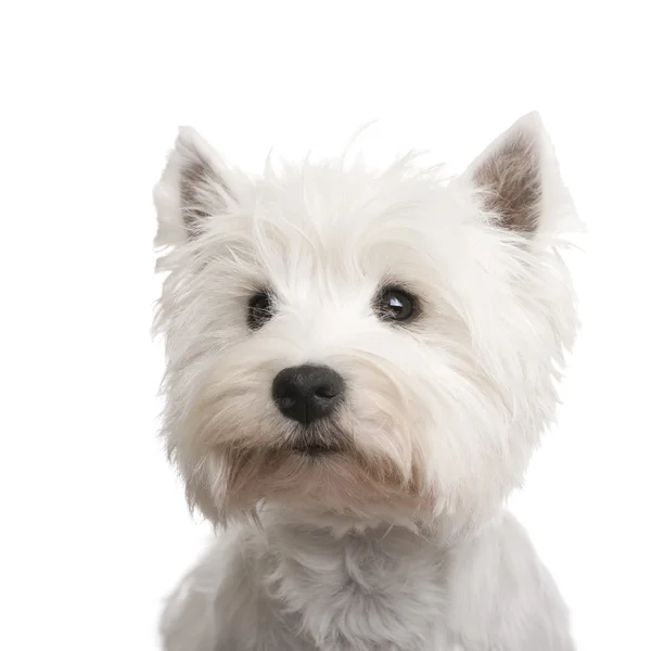 West Highland White Terrier (3 lata) — Zdjęcie stockowe